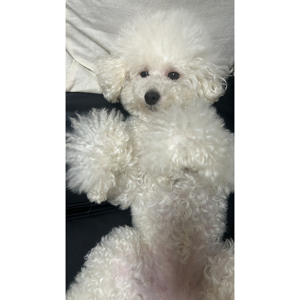 卒業犬ひよちゃんの近況☆